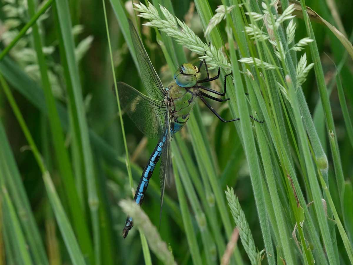 Anax_imperator